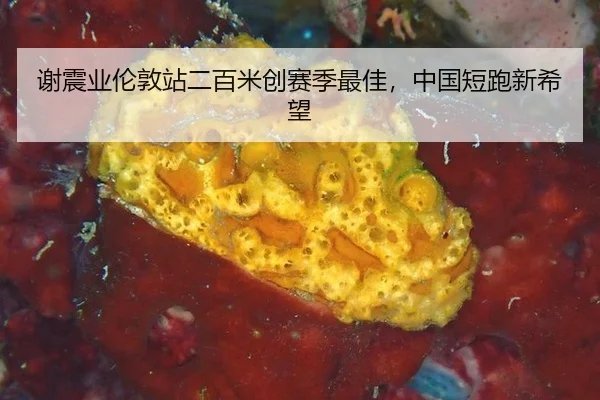 谢震业伦敦站二百米创赛季最佳，中国短跑新希望